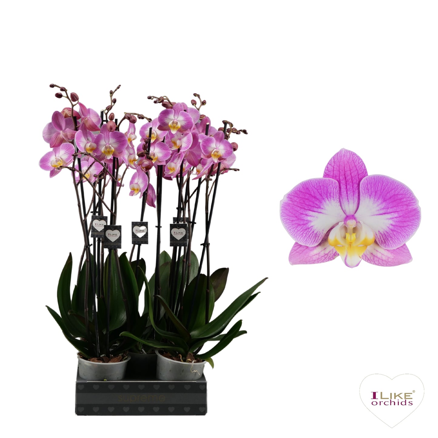 Phalaenopsis Sunca Split 55cm 12cm Pot