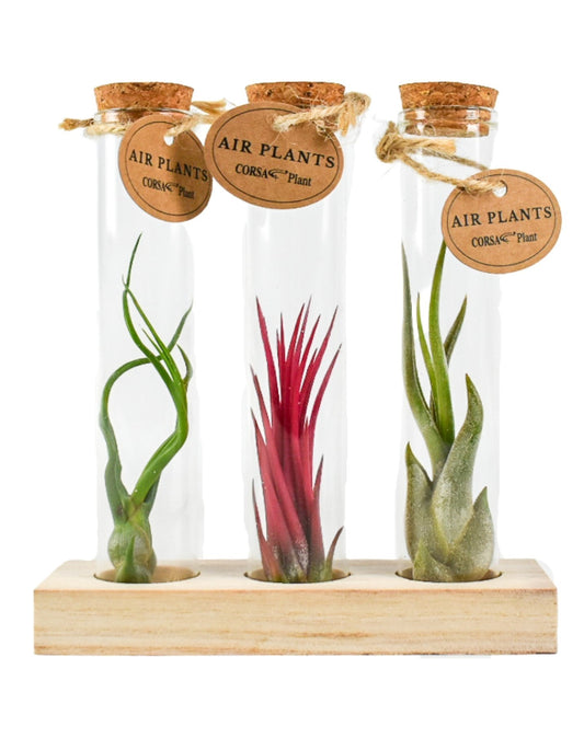 Tillandsia cyanea 15cm 1cm Pot