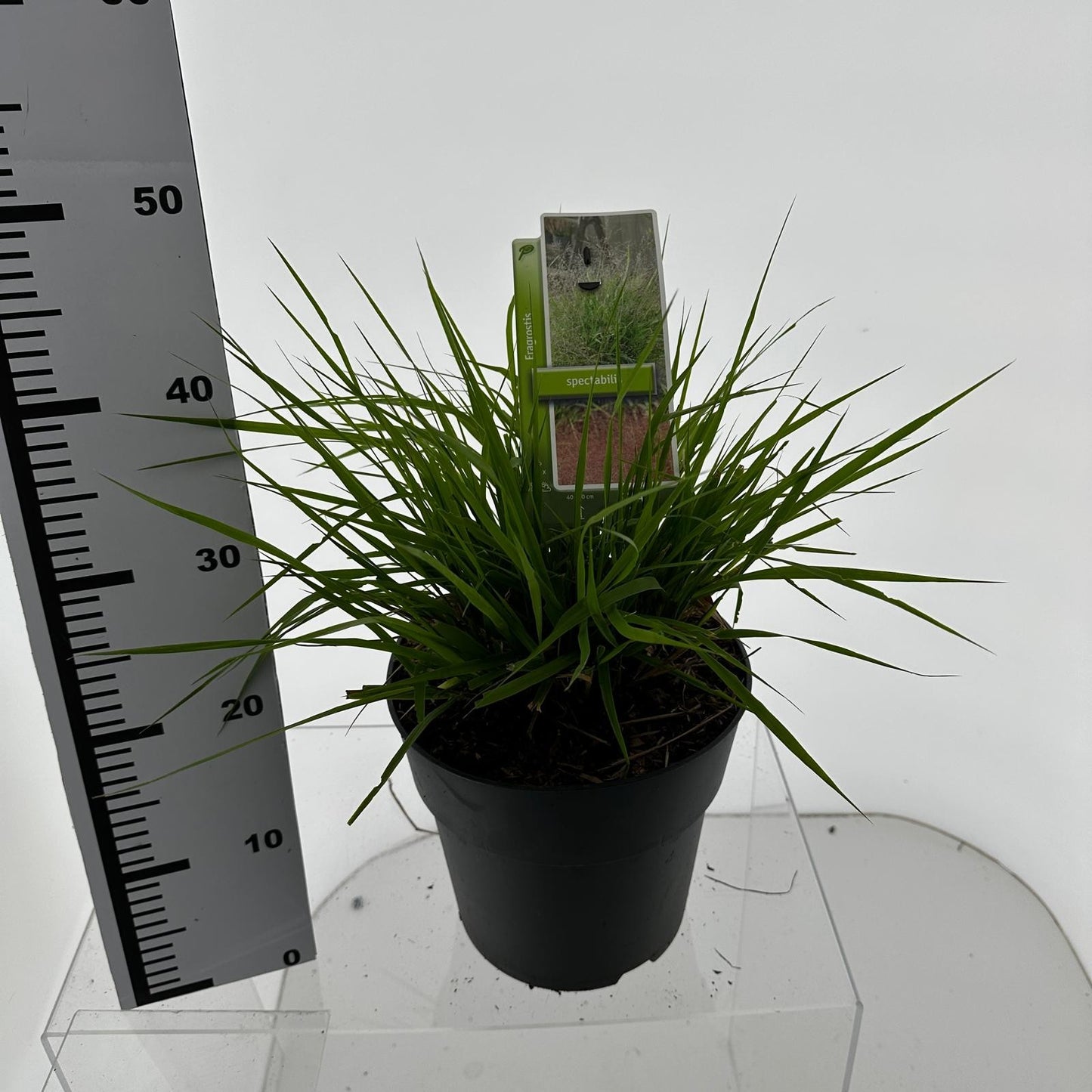 Eragrostis 40cm 23cm Pot