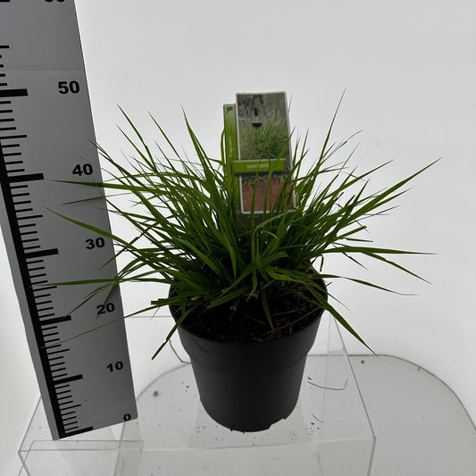 Eragrostis 40cm 23cm Pot