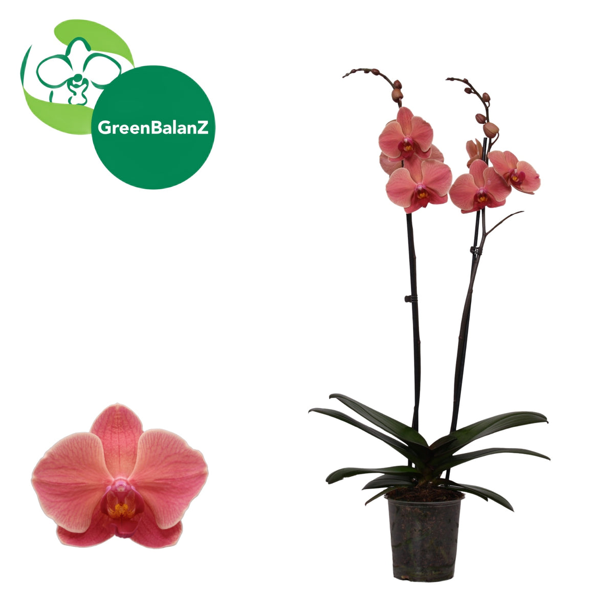 Phalaenopsis Narbonne 55cm 12cm Pot