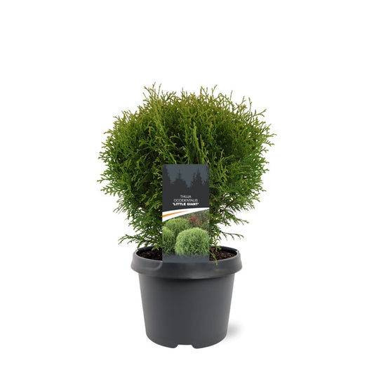 Thuja occidentalis Little Giant 30cm 19cm Pot