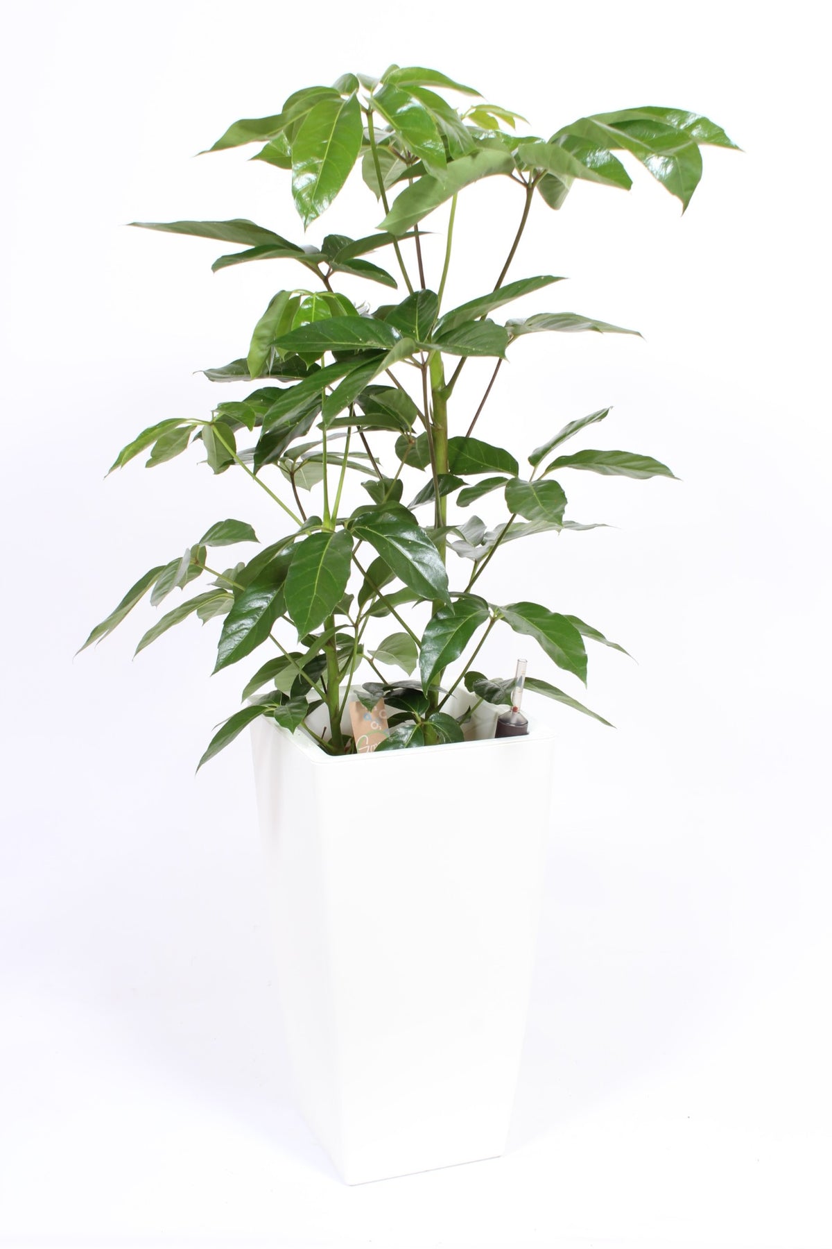 Schefflera Amate 120cm 33cm Pot