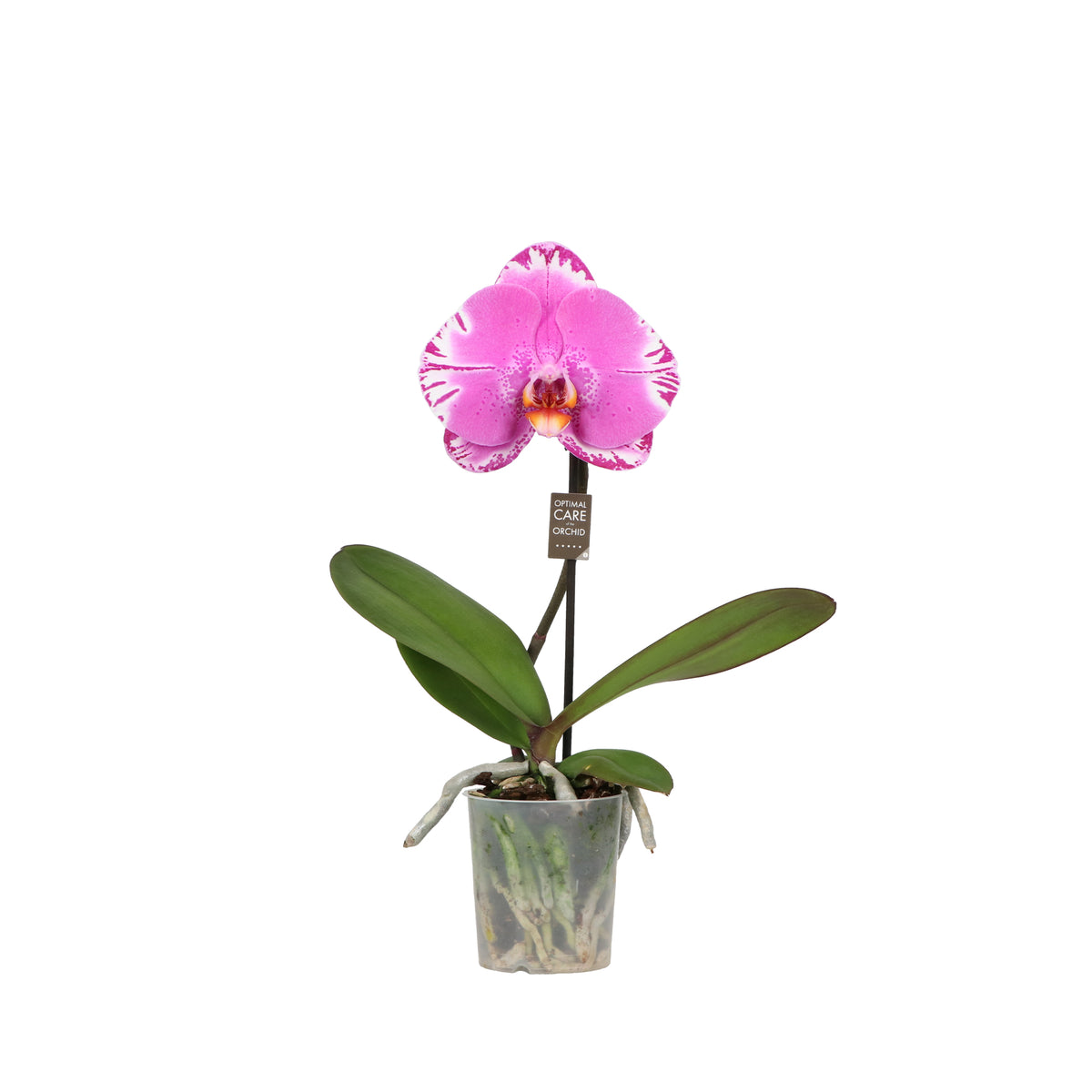 Phalaenopsis Hybrid 40cm 9cm Pot