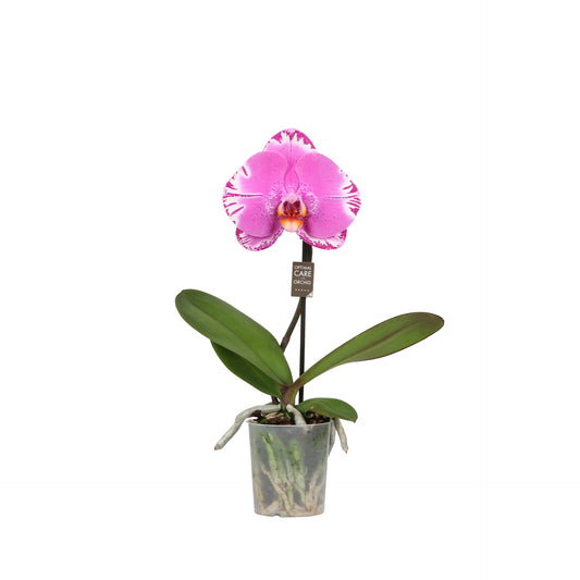 Phalaenopsis Hybrid 40cm 9cm Pot