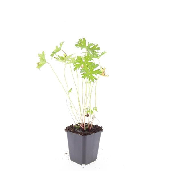 Boer, W.T.M. de Geranium Johnson's Blue Pack of 12