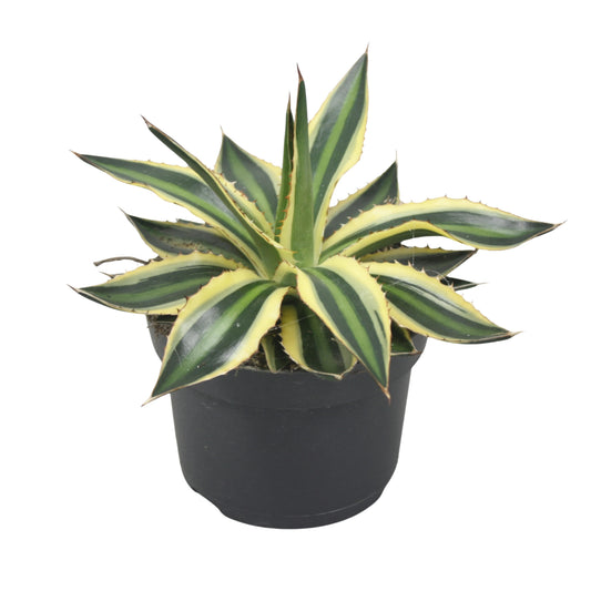 Agave lophantha Quadricolor 20cm 13cm Pot