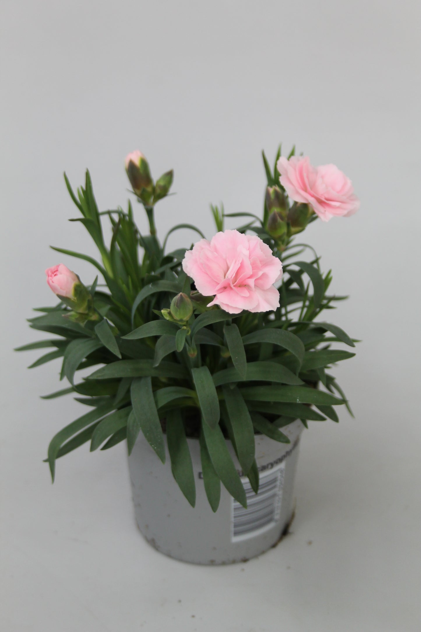 Dianthus Oscar Light Pink 20cm 9cm Pot