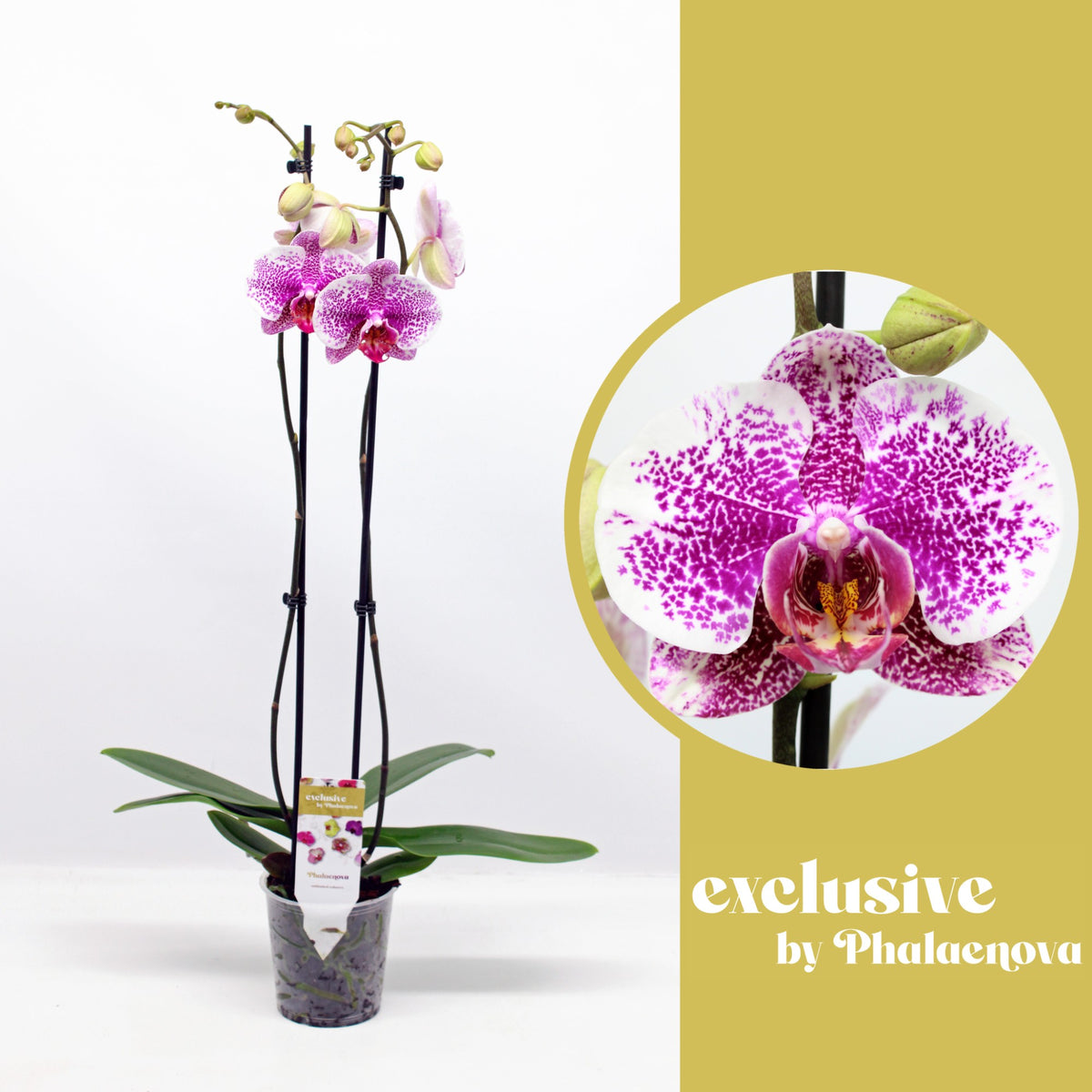 Phalaenopsis pink 70cm 12cm Pot