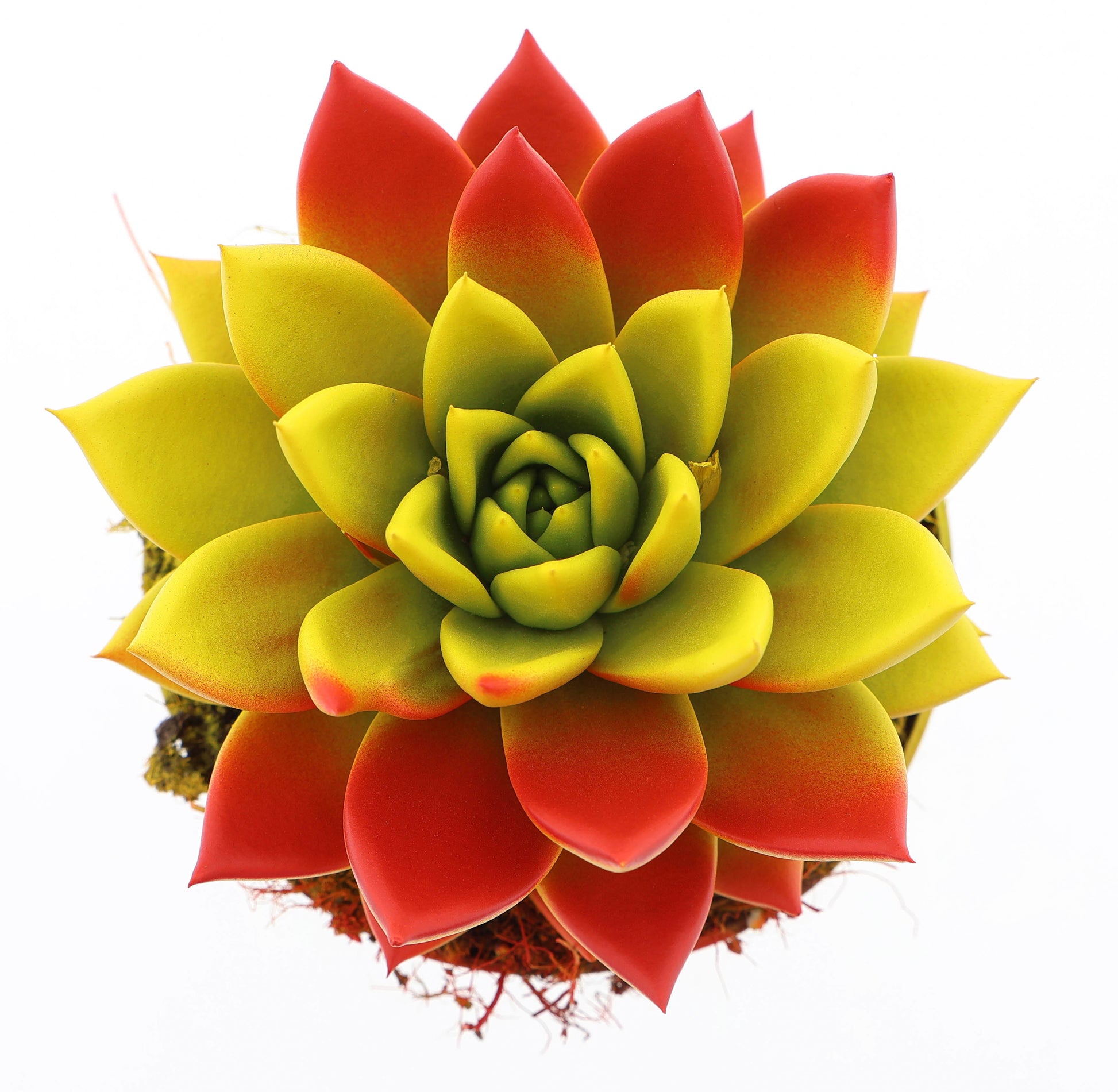 Rainbow Spain 15cm 12cm Pot