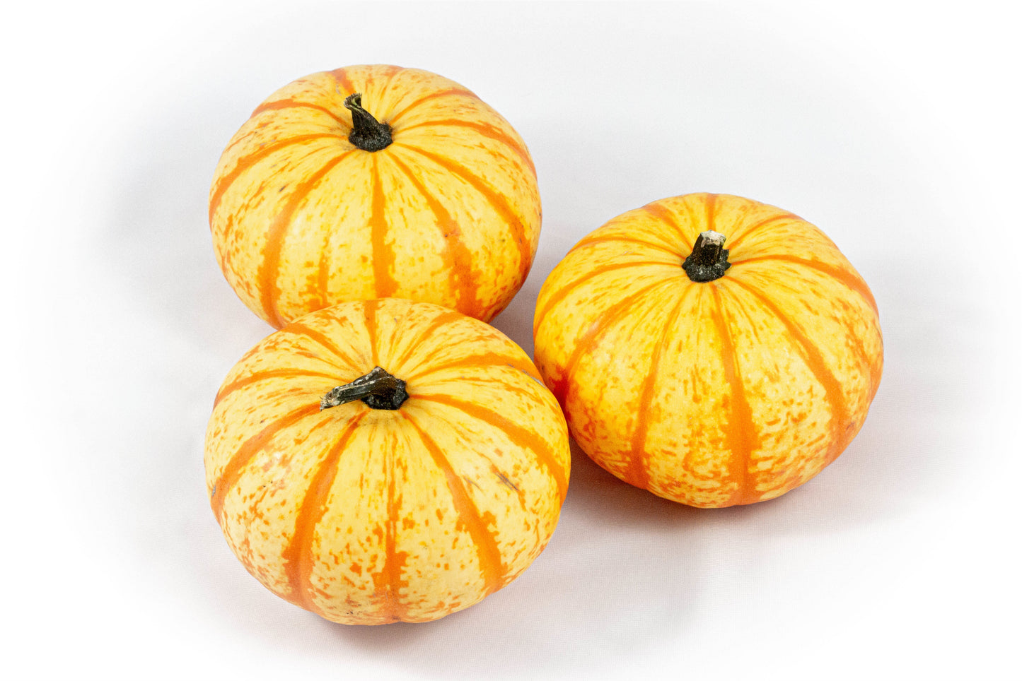 Cucurbita Blaze 15cm 15cm Pot