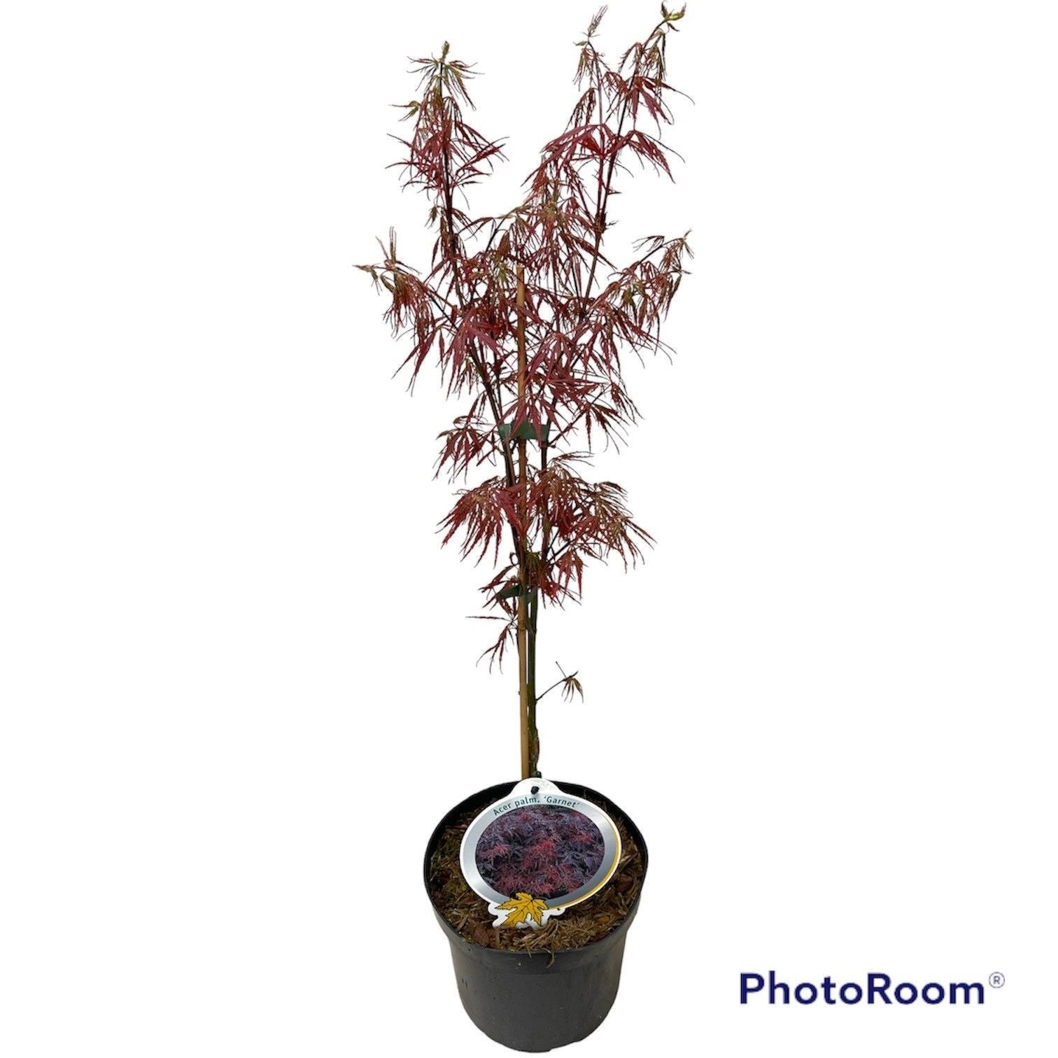 Acer Garnet 50cm 19cm Pot