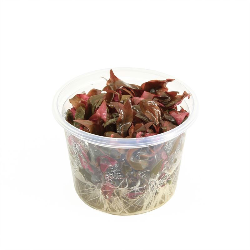 Waterplkw R. Moerings Alternanthera Pack of 3
