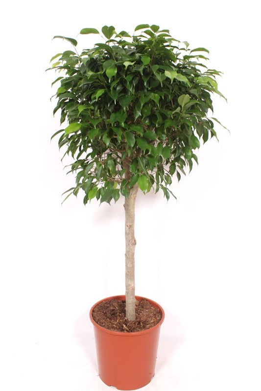 Ficus benj. Columnar 140cm 30cm Pot