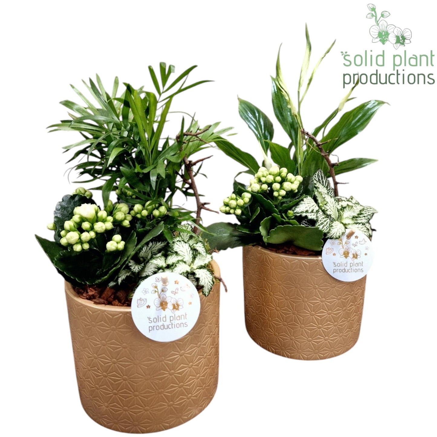 SC001 Amy Gold Mix 35cm 13cm Pot