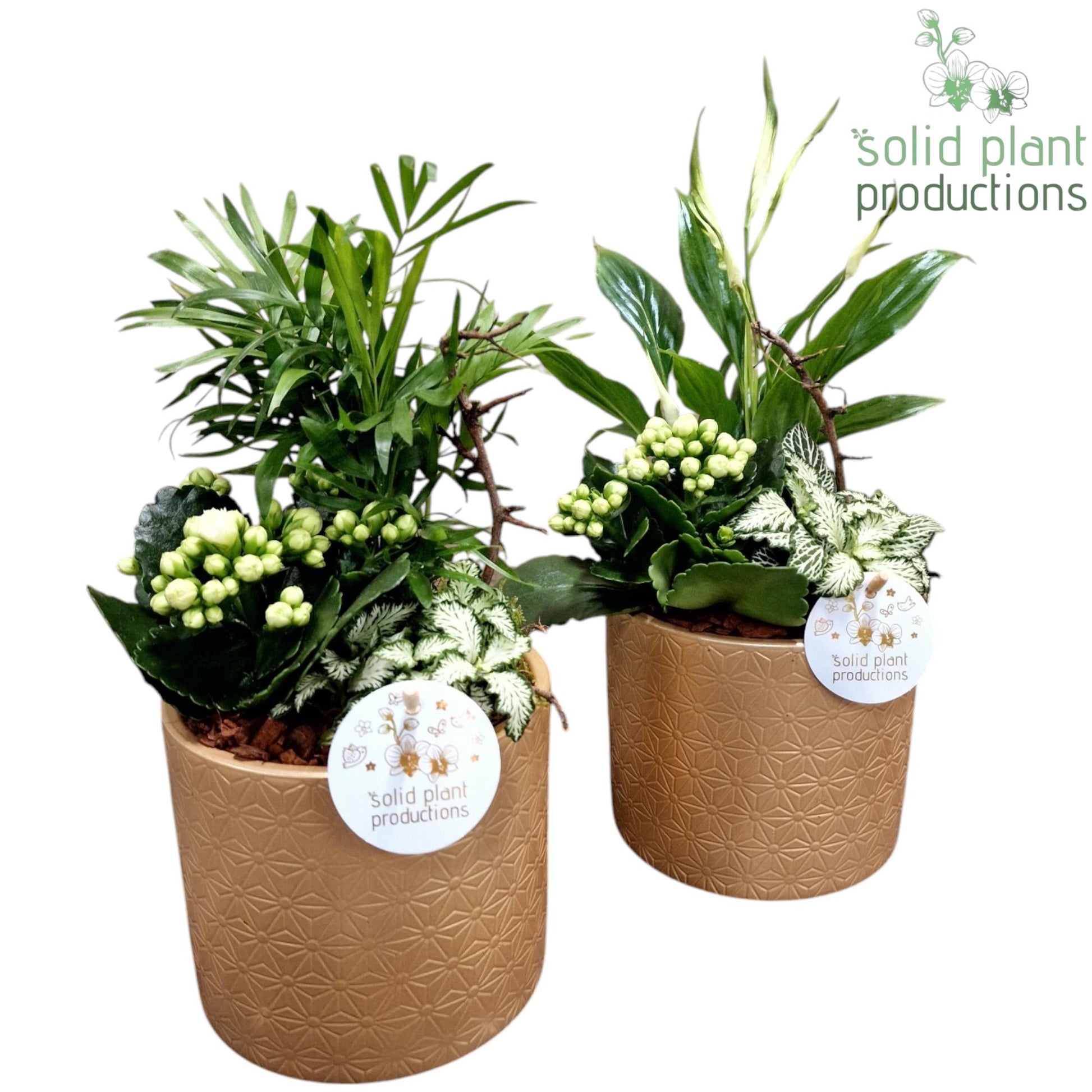 SC001 Amy Gold Mix 35cm 13cm Pot