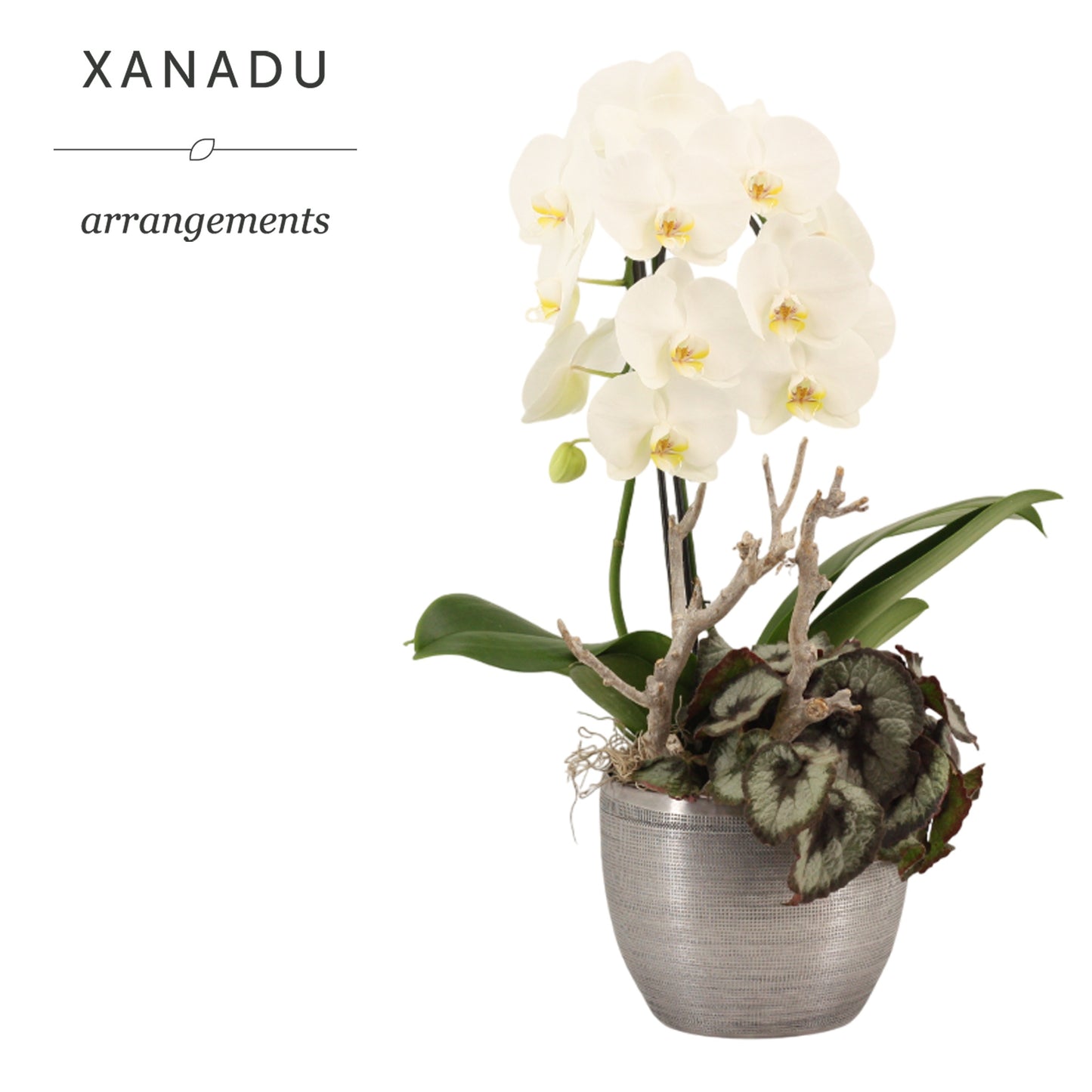 Xanadu Zurich 70cm 21cm Pot