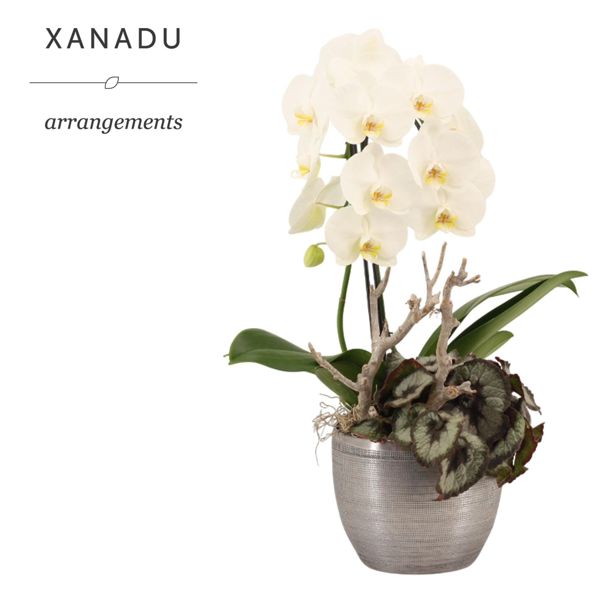Xanadu Zurich 70cm 21cm Pot