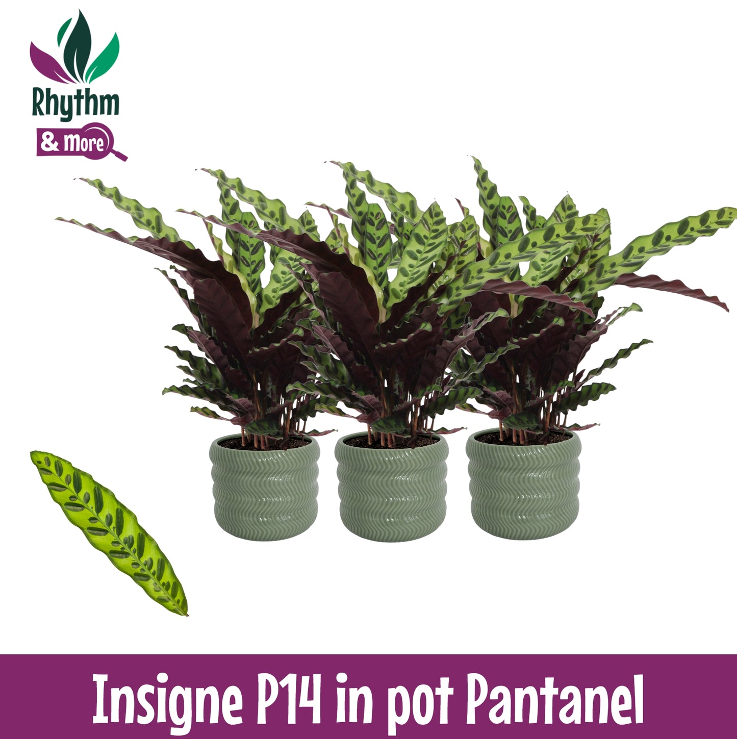Valstar, Hkw. Gebr. Calathea lancifolia Pack of 3