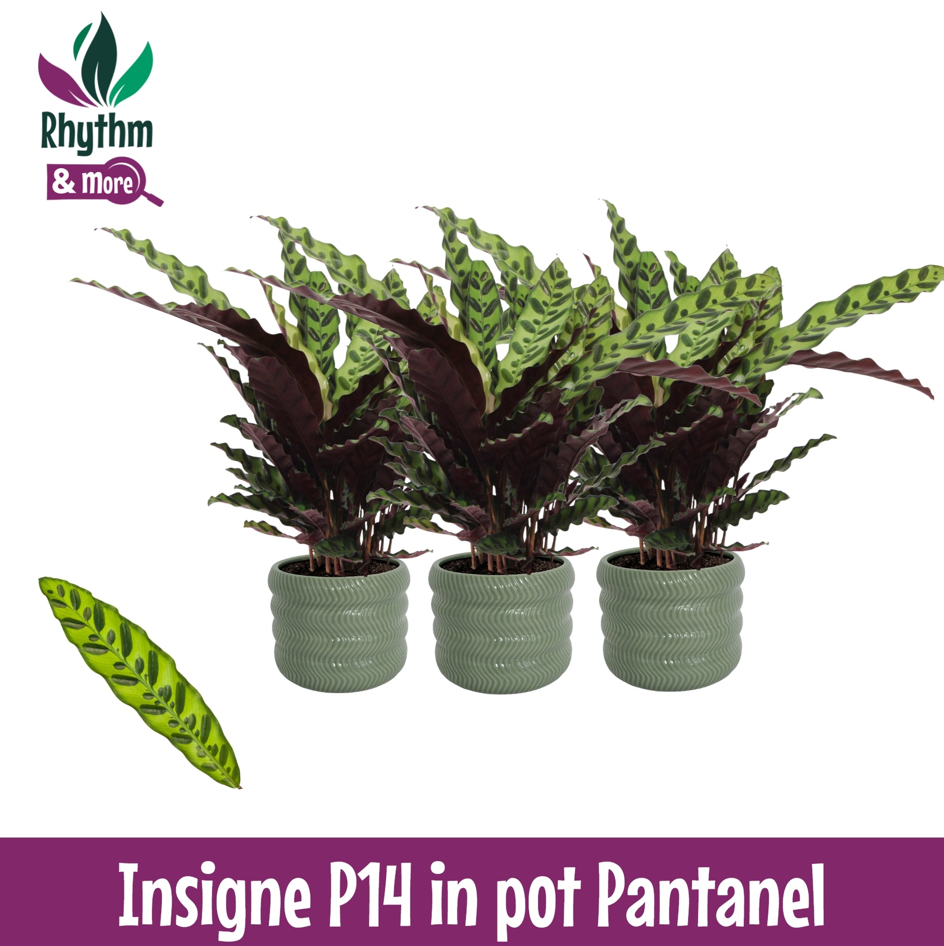Valstar, Hkw. Gebr. Calathea lancifolia Pack of 3