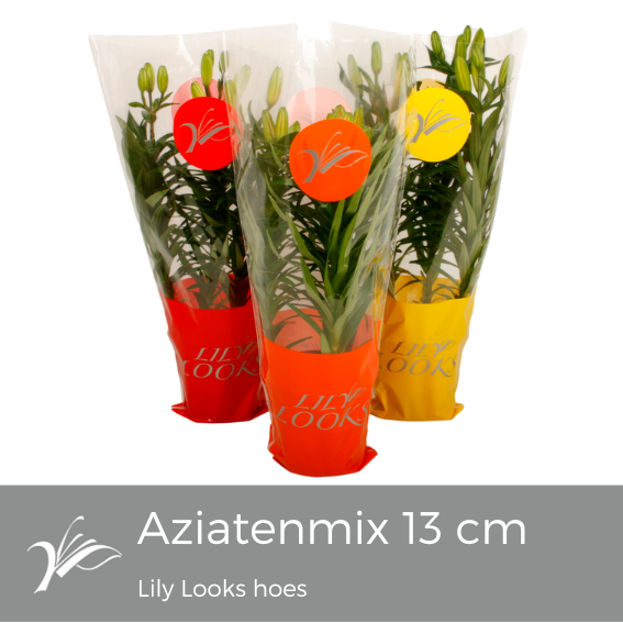 Lilium Asiatic mix 35cm 13cm Pot