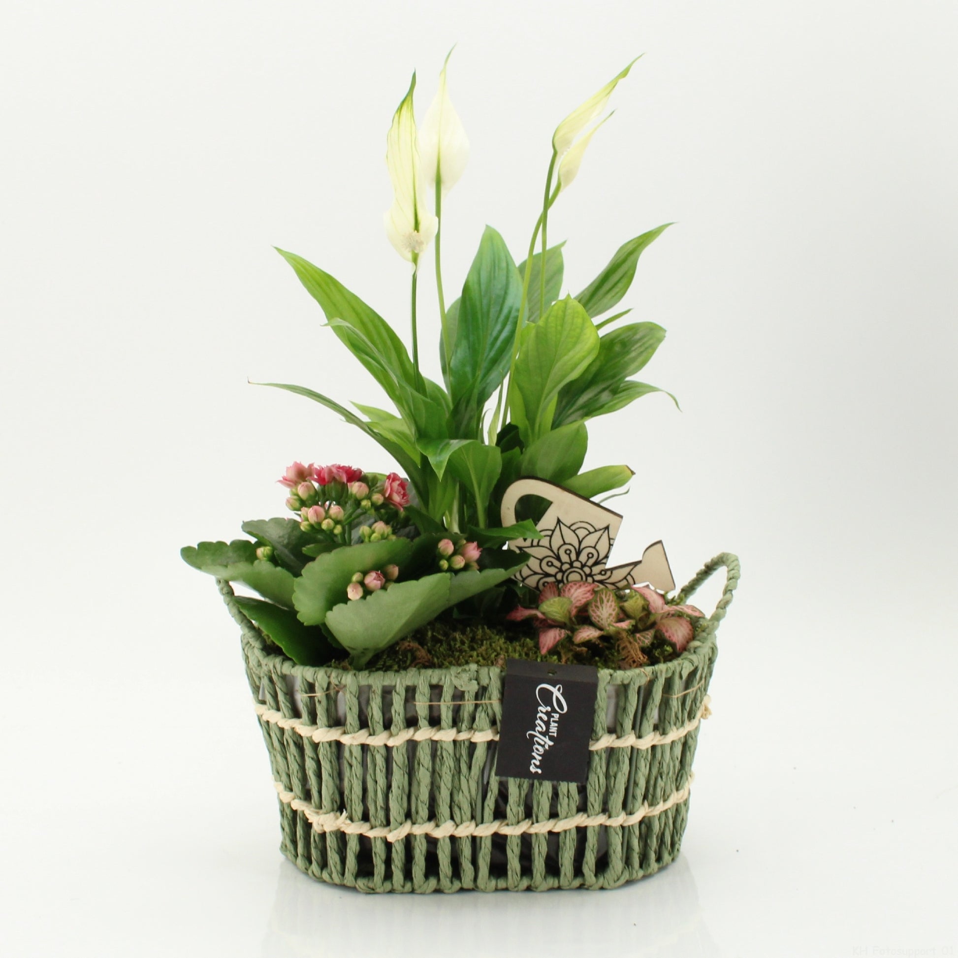 Indoor flowering arrangement 35cm 23cm Pot
