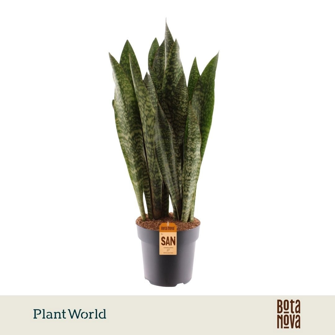 Plantworld Jogrow Sansevieria Zeylanica Pack of 1