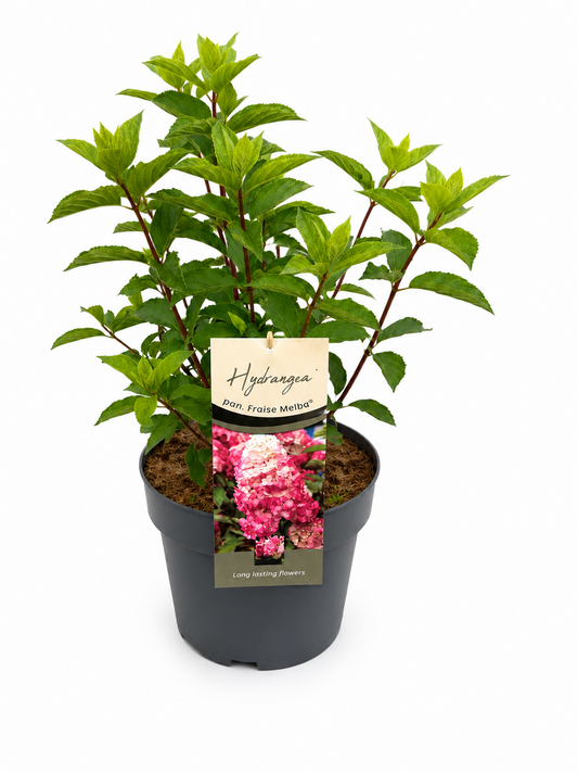 Hydrangea pan. Fraise Melba 60cm 26cm Pot