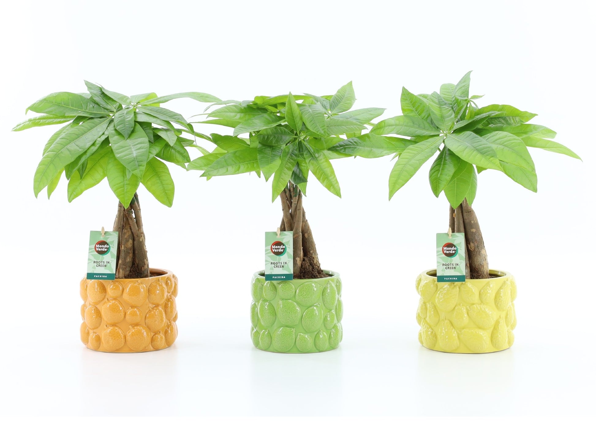 Pachira aquatica 50cm 15cm Pot