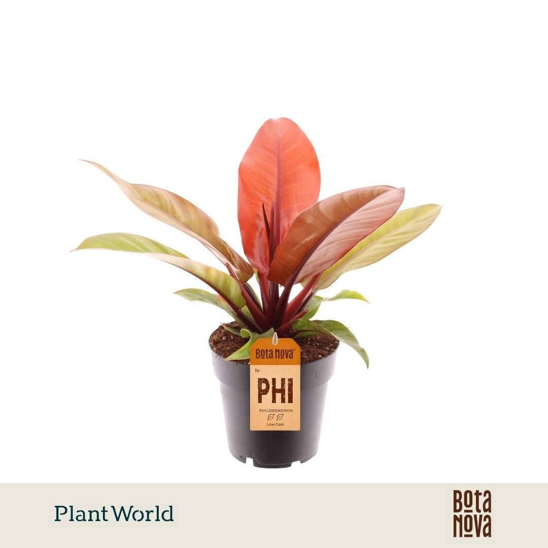 Plantworld Jogrow Philodendron Prince Of Orange Pack of 6