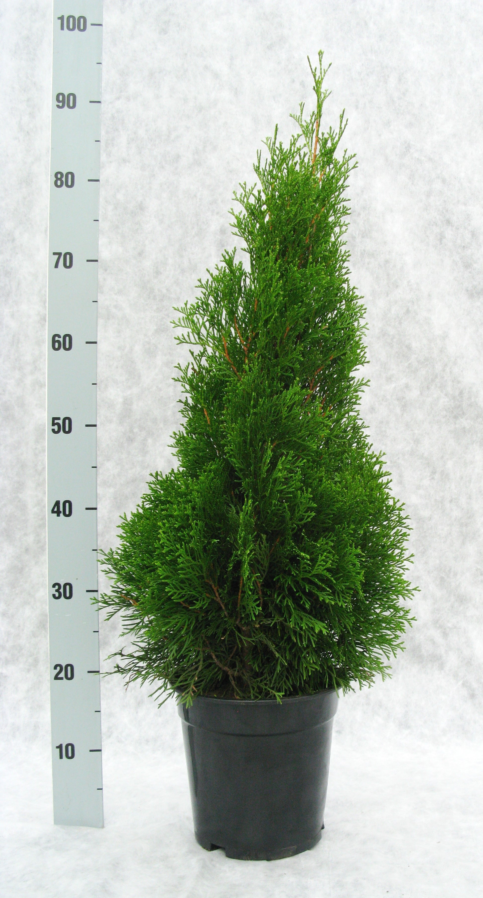 Thuja occidentalis Smaragd 85cm 21cm Pot