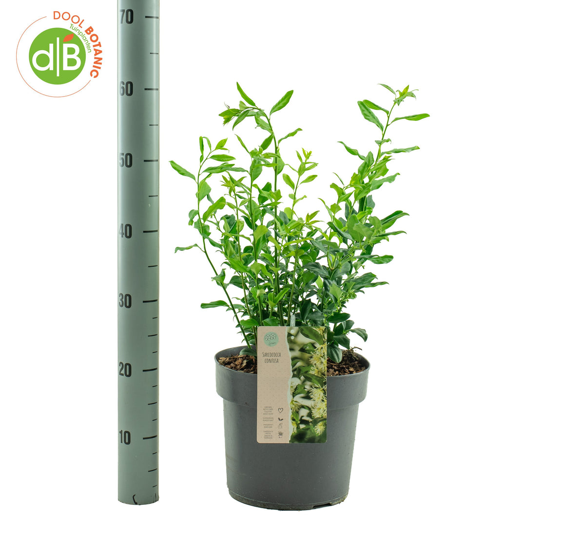 Sarcococca confusa 75cm 26cm Pot