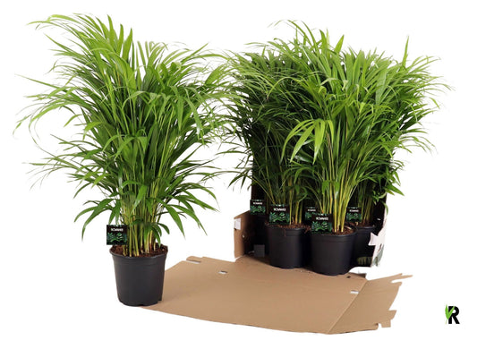 Dypsis lutescens 80cm 19cm Pot