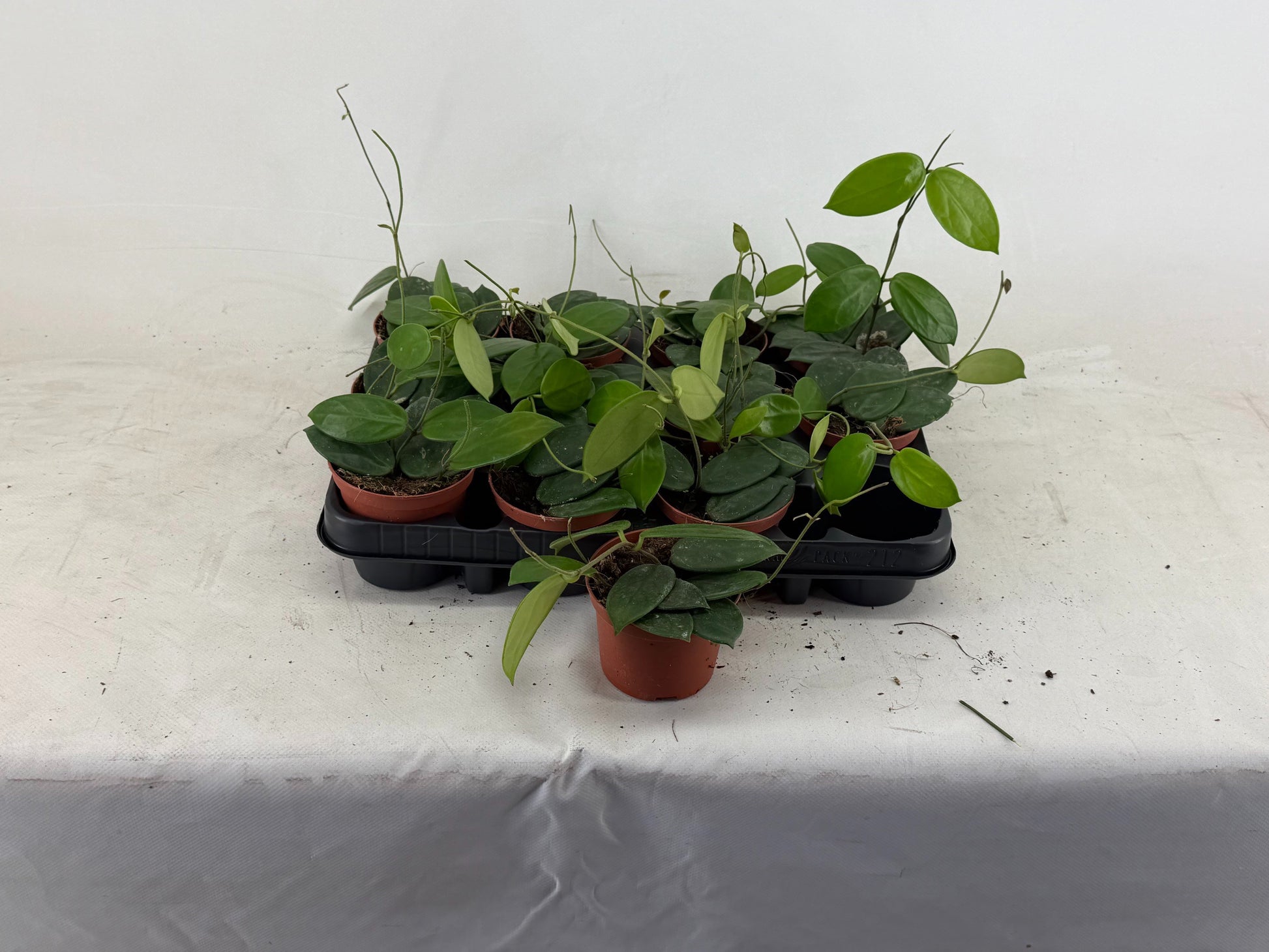 Hoya australis 19cm Pot