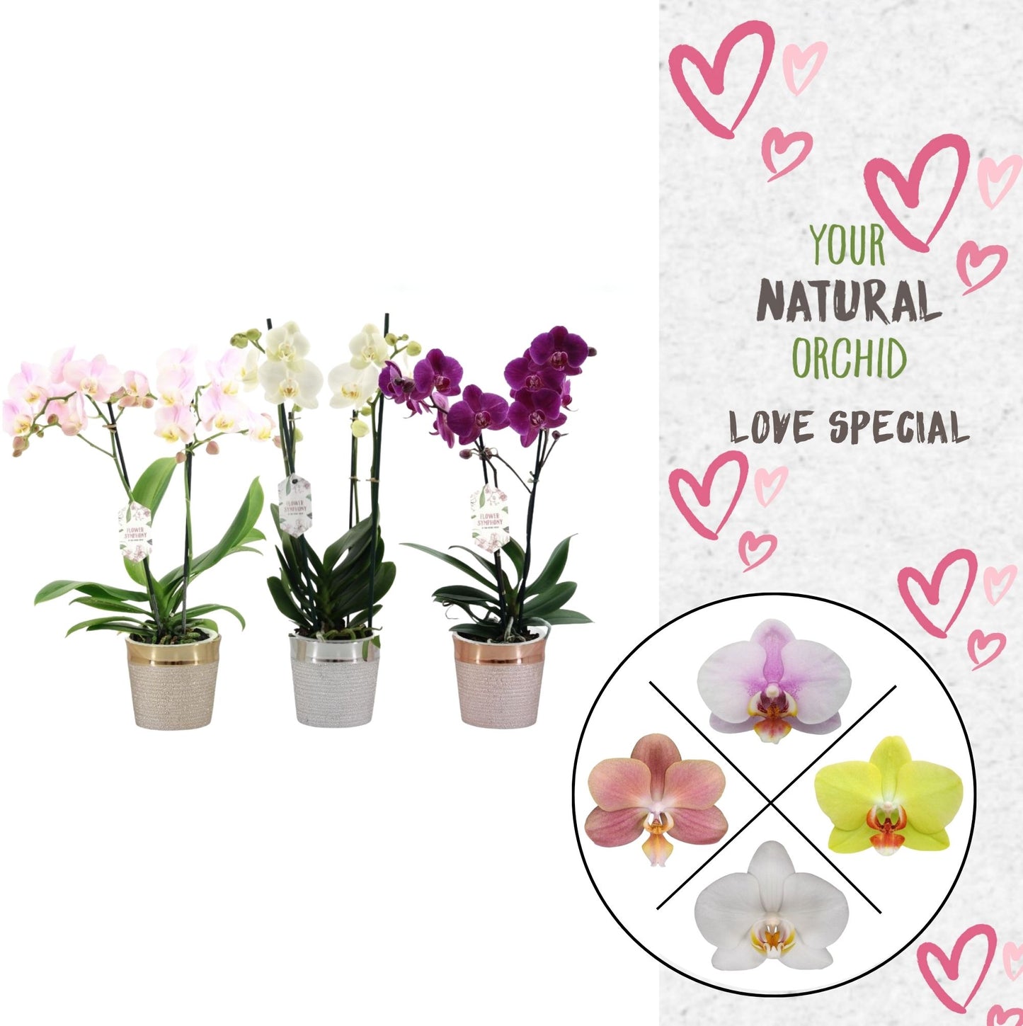 Phalaenopsis mix (+ drp.ceramic) 45cm 12cm Pot