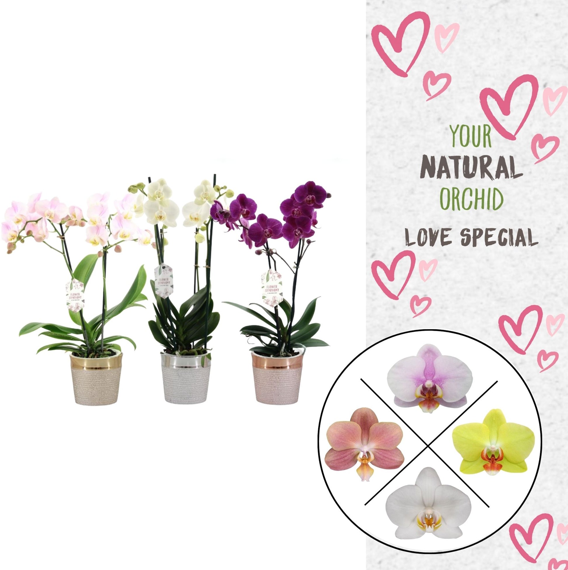 Phalaenopsis mix (+ drp.ceramic) 45cm 12cm Pot