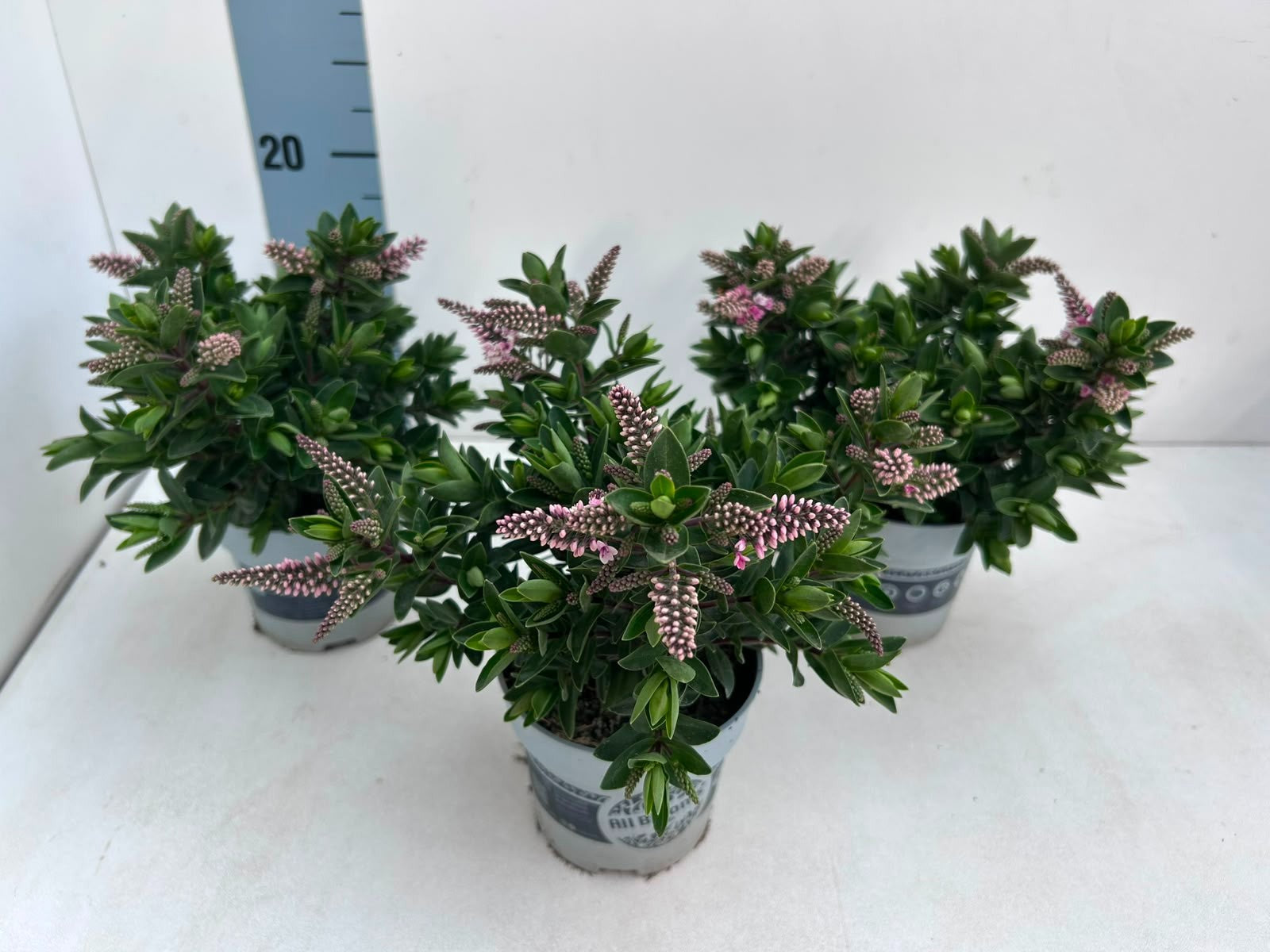 Gartenbau Janshen Gbr Hebe All Blooms pink Pack of 10