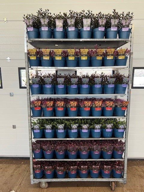 Hebe mix 15cm 17cm Pot