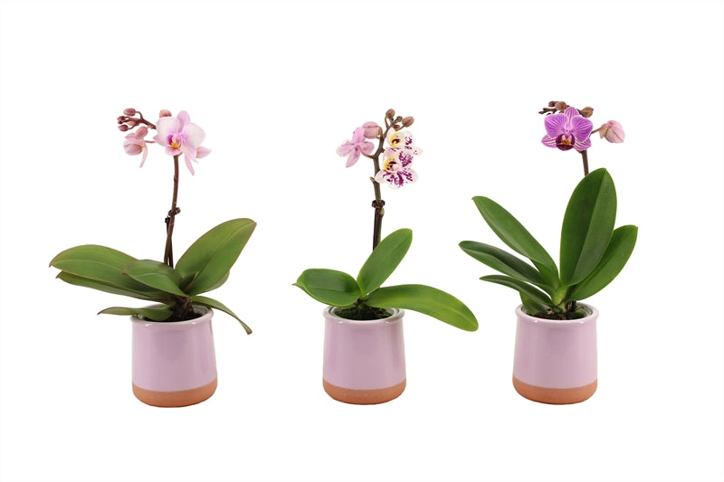 Phalaenopsis hybrid 25cm 6cm Pot