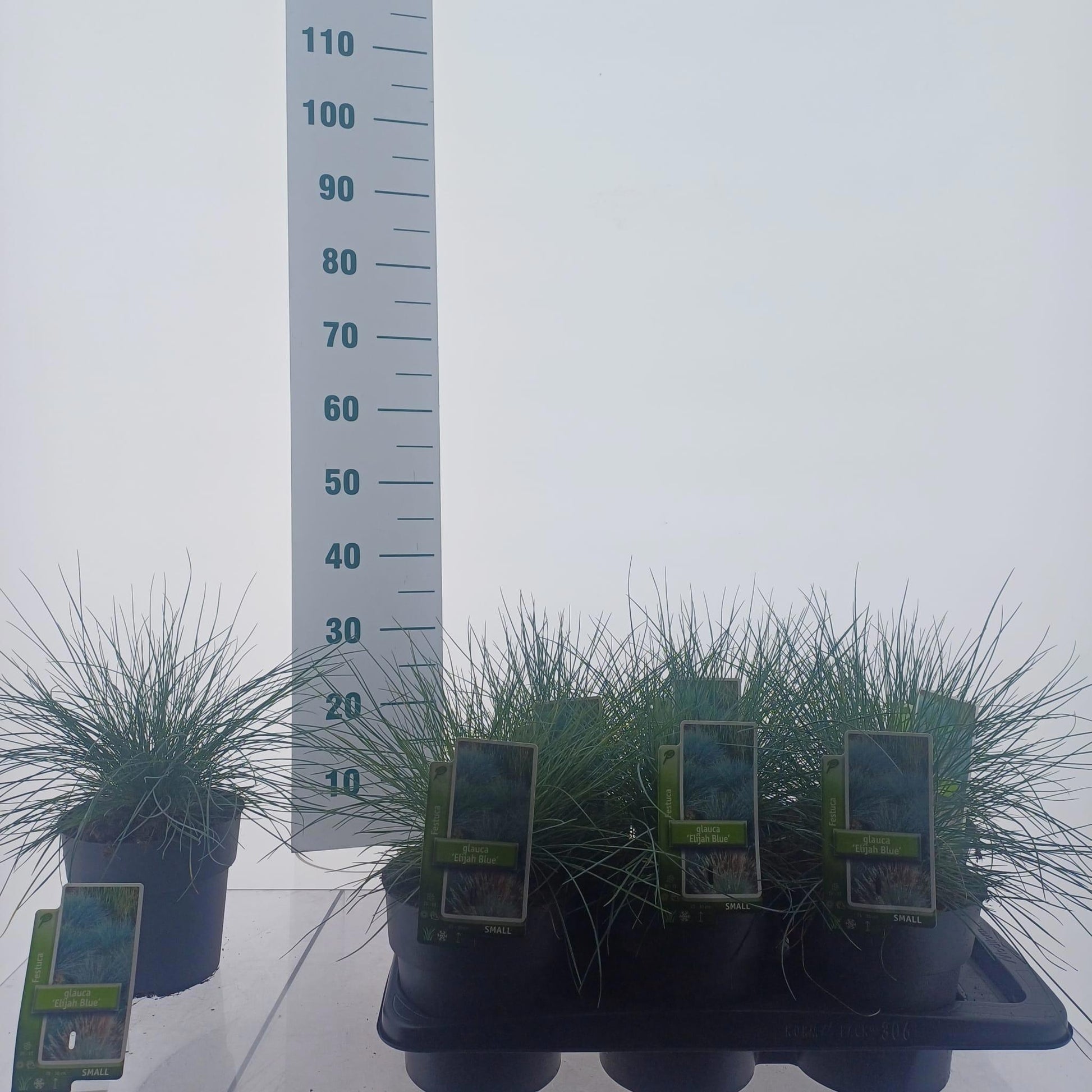 Festuca Elijah Blue 35cm 17cm Pot