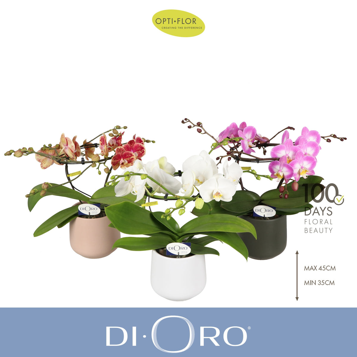 Phalaenopsis mix 50cm 12cm Pot