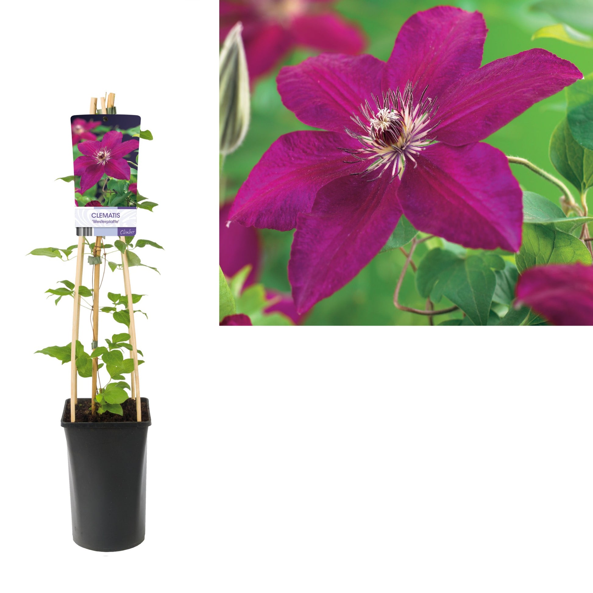 Clematis Westerplatte 75cm 17cm Pot