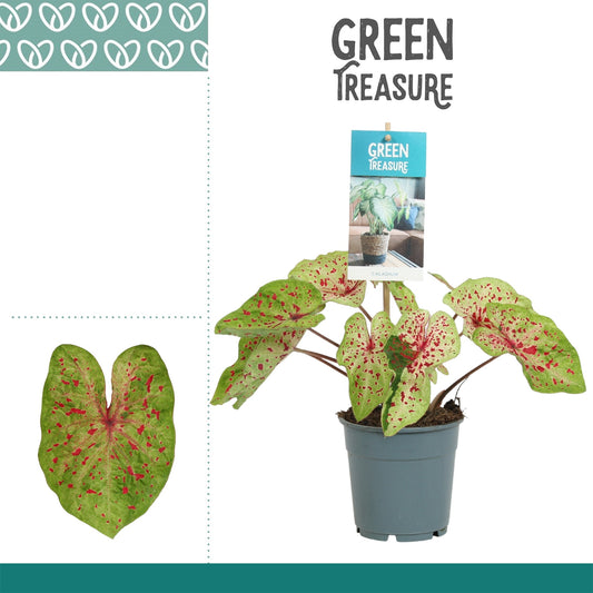 Caladium bicolor 25cm 12cm Pot