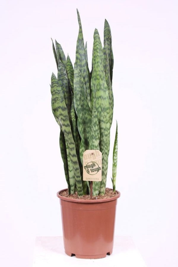 Sansevieria Black Coral 75cm 21cm Pot