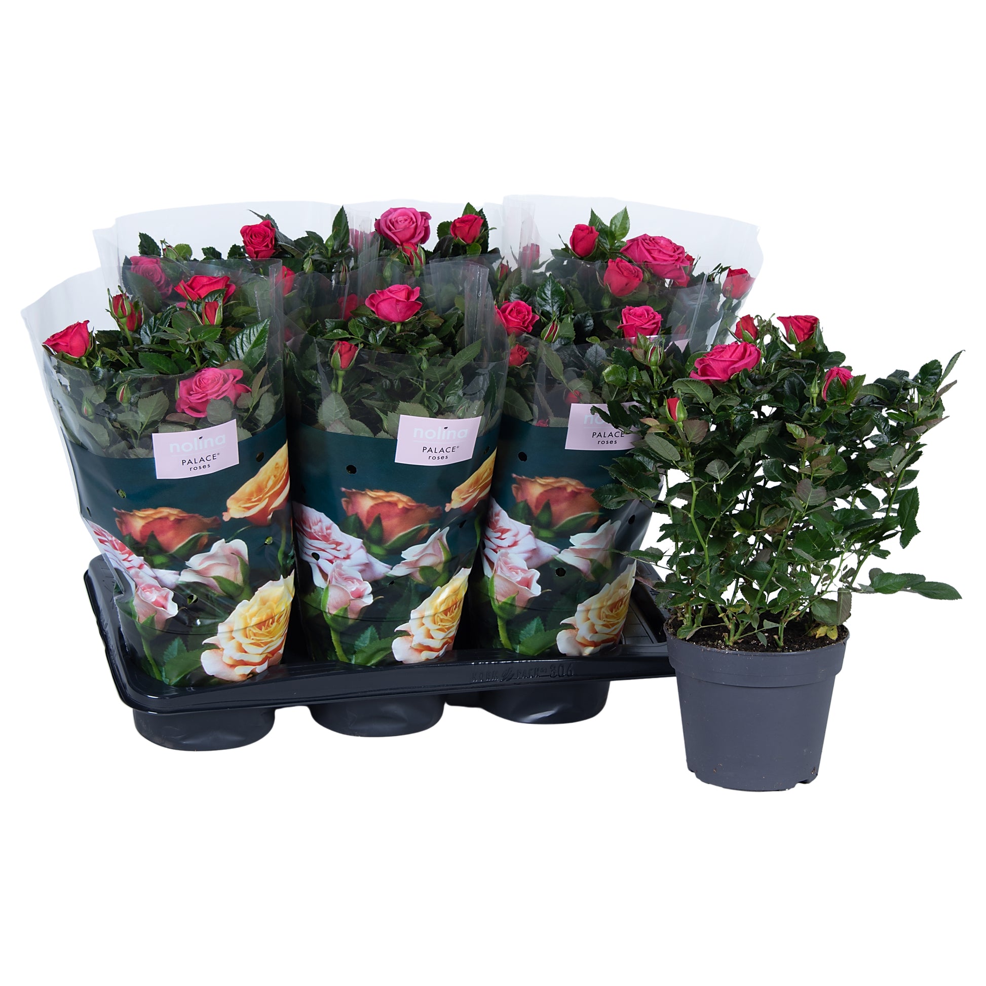 Rose Patiohit dark pink 45cm 17cm Pot