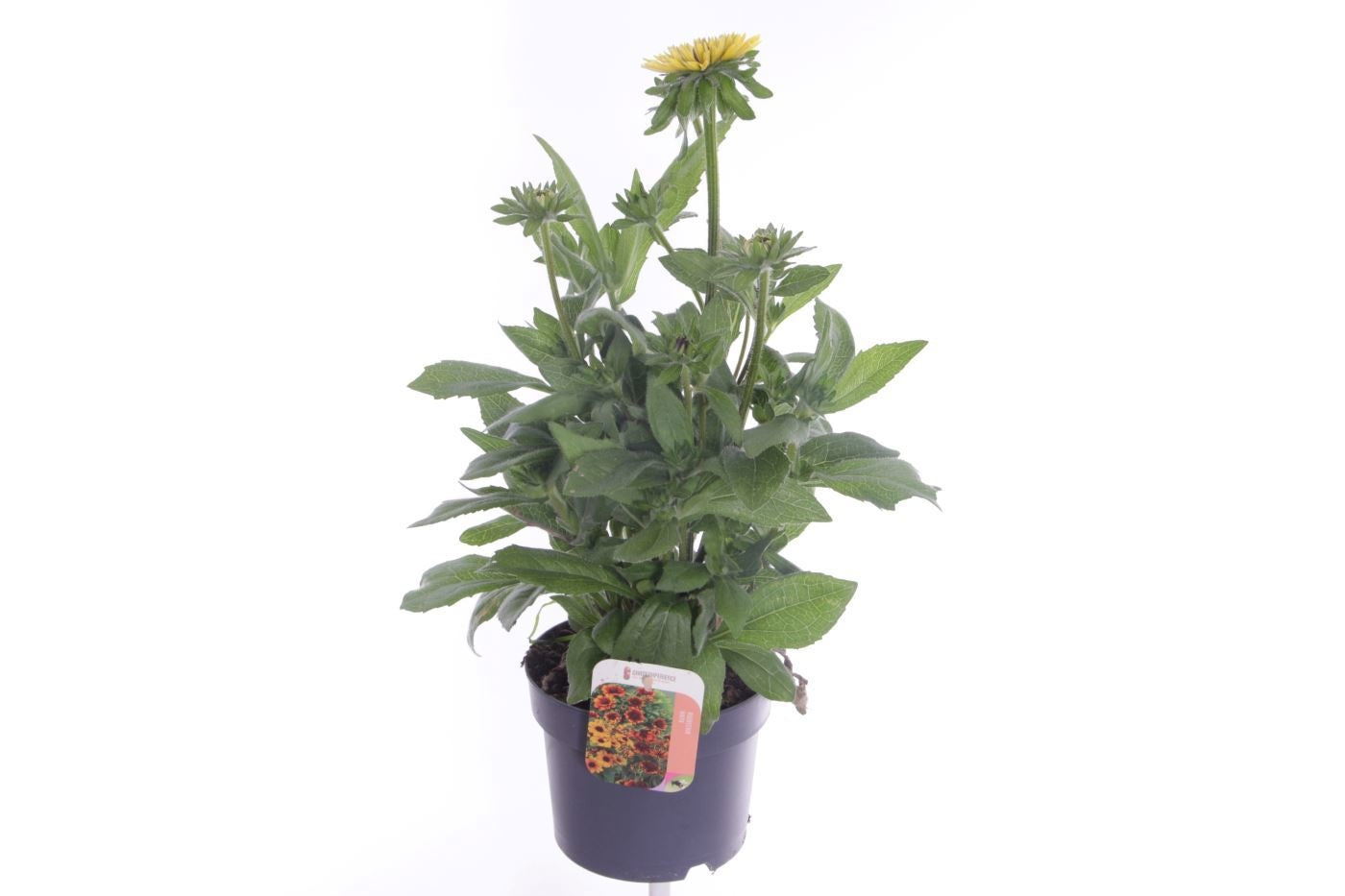 Rudbeckia 60cm 17cm Pot