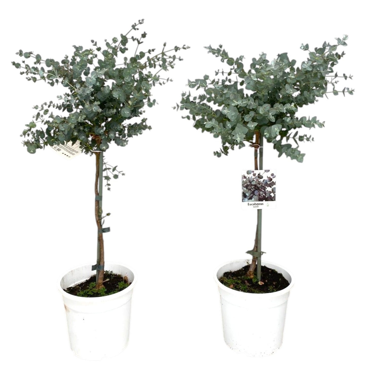 Eucalyptus gunnii 60cm 17cm Pot