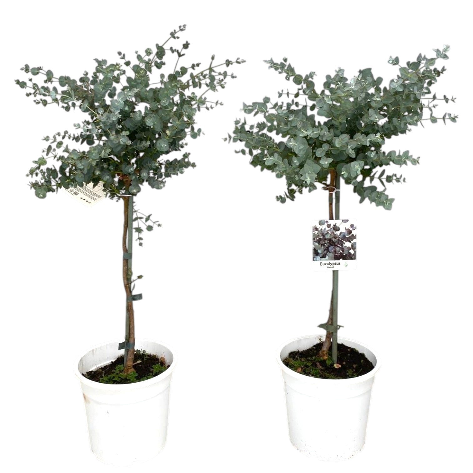 Eucalyptus gunnii 60cm 17cm Pot