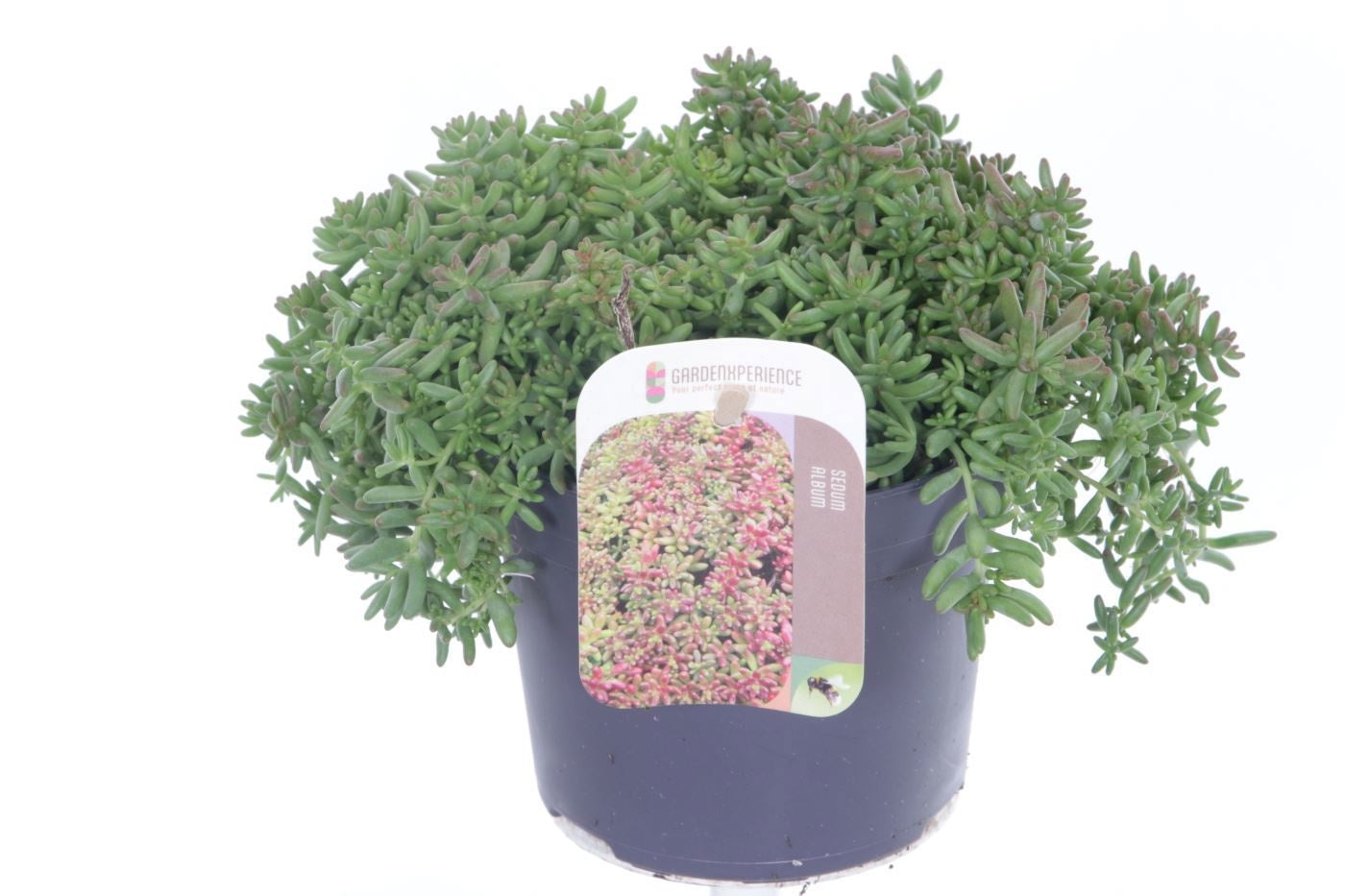 Sedum album Coral Carpet 20cm 13cm Pot