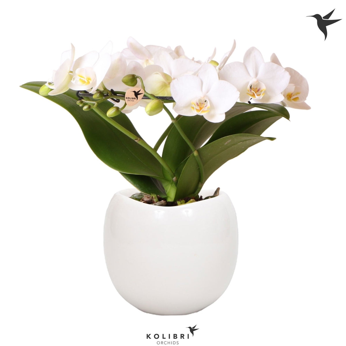 Phalaenopsis mf. Halo white (+ drp.Bowl) 30cm 9cm Pot